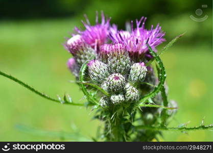 Thistle or Acanthoides button.