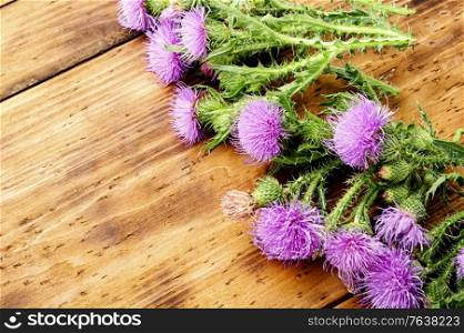 Thistle or silybum in folk herbal medicine.Healing wild herbs.. Thistle in herbal medicine.