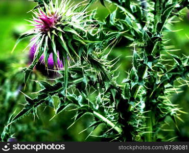 Thistle with blossoms. Thistle with two pink blossoms