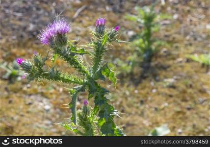 thistle with pink flower