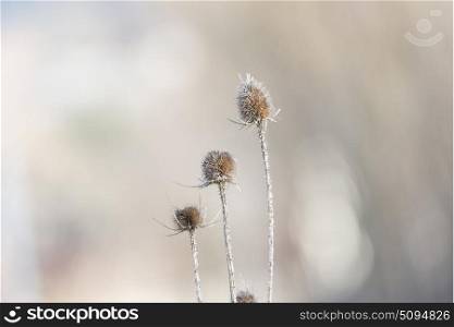 thistles prepared to collect seeds