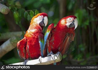 Tho parrots standing on a branch, talking