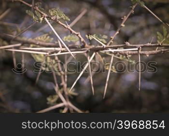 Thorns of Acacia Nilotica, Babul tree, India