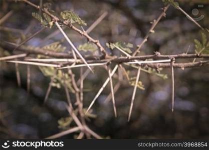 Thorns of Acacia Nilotica, Babul tree, India
