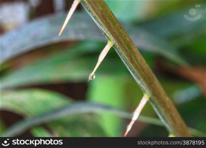 Thorns of Zalacca with drop water, tree fruit flavors, Thailand