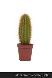 Thorny cactus plant isolated on white background