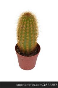 Thorny cactus plant isolated on white background