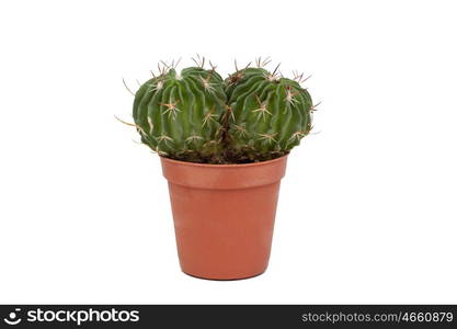 Thorny cactus plant isolated on white background