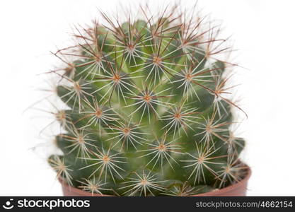 Thorny cactus plant isolated on white background