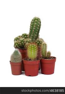 Thorny cactus plants isolated on white background