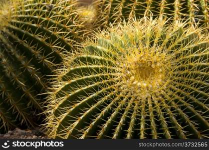 Thorny Cactus Spiny Desert Ground Cover Dry US Southwest