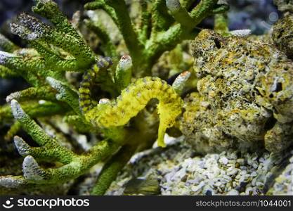 Thorny Seahorse cute sea animal / beautiful yellow sea horse swimming underwater ocean