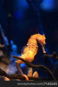 Thorny Seahorse cute sea animal / beautiful yellow sea horse swimming underwater ocean