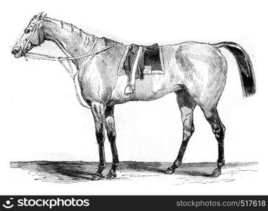 Thoroughbred racehorse, vintage engraved illustration. Magasin Pittoresque 1845.