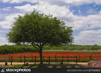 Thousands of Red Poppies in a fenced in field.