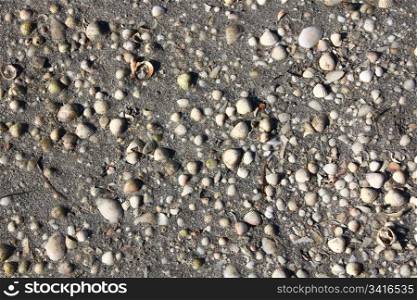 thousands of shells on the beach background