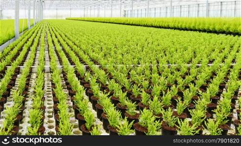 Thousands of Uniform Small Coniferous Trees in a Glass Greenhouse