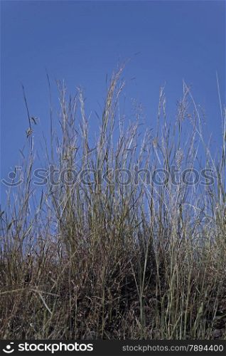 Thread Sprangletop is a tufted, ascending to erect annual grass. The stems are commonly jointed near base. Leaf sheaths have fine, bulbous-based hairs.