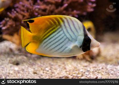 Threadfin butterflyfish  Chaetodon auriga  fish underwater in Red sea with corals in background. Threadfin butterflyfish Chaetodon auriga fish underwater in sea