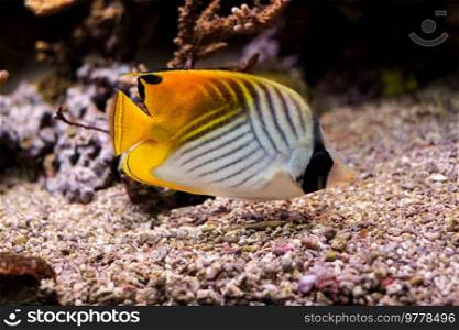 Threadfin butterflyfish  Chaetodon auriga  fish underwater in Red sea with corals in background. Threadfin butterflyfish Chaetodon auriga fish underwater in sea