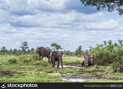 Three African bush elephant mud bathing in Kruger National park, South Africa ; Specie Loxodonta africana family of Elephantidae. African bush elephant in Kruger National park, South Africa