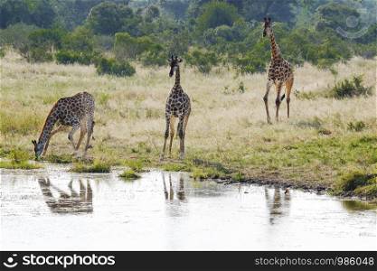 Three african giraffes with one of them drinking water