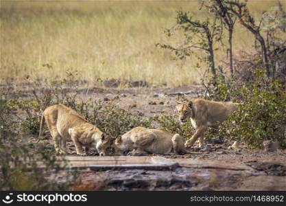 Three African lioness drinking at waterhole in Kruger National park, South Africa ; Specie Panthera leo family of Felidae. African lion in Kruger National park, South Africa