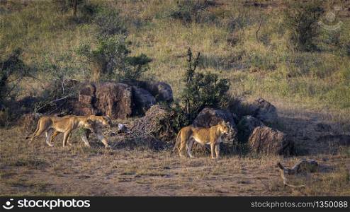 Three African lioness on the move in Kruger National park, South Africa ; Specie Panthera leo family of Felidae. African lion in Kruger National park, South Africa