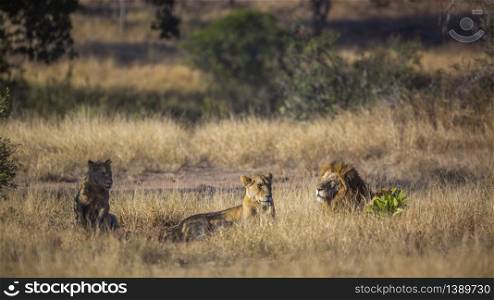 Three African lions lying down in savannah in Kruger National park, South Africa ; Specie Panthera leo family of Felidae. African lion in Kruger National park, South Africa