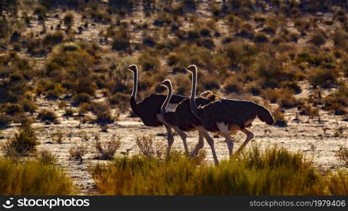 Three African Ostrichs in backlit at dawn in Kgalagadi transfrontier park, South Africa ; Specie Struthio camelus family of Struthionidae. African Ostrich in Kgalagadi transfrontier park, South Africa