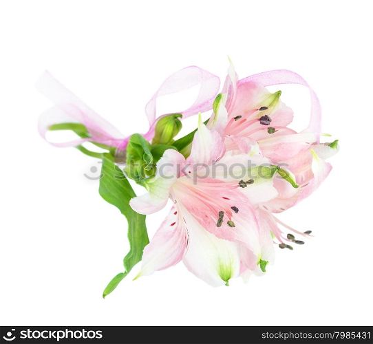 Three Alstroemeria flowers tied with a pink ribbon isolated on white background