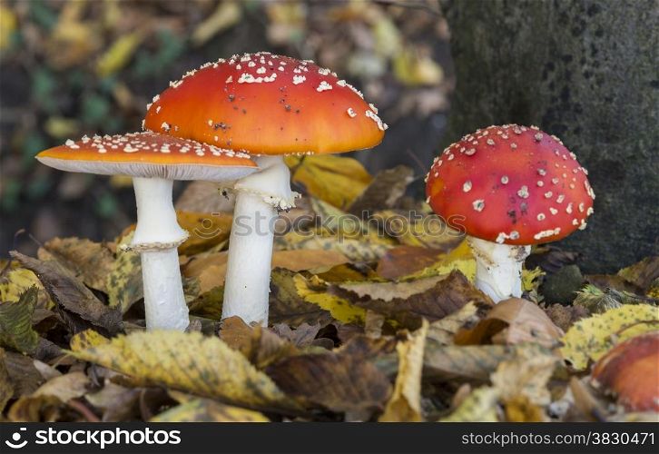 three Amanita muscaria or fly agaric fungus in german nature