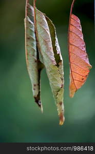 three autumn leaves, two green one red