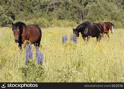 Three bay and seal brown colored horses with facial stars and blaze markings walking in the meadow with flowering lupinus polyphyllus (large-leaved lupine, big-leaved lupine, many-leaved lupine, garden lupin) in blue and purple on a warm summer day lighted by afternoon sun.