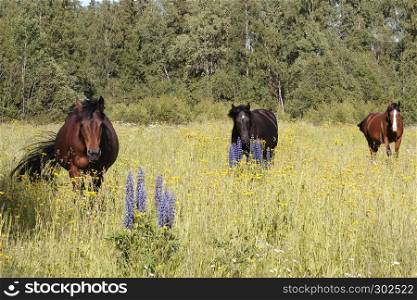 Three bay and seal brown colored horses with facial stars and blaze markings walking in the meadow with flowering lupinus polyphyllus (large-leaved lupine, big-leaved lupine, many-leaved lupine, garden lupin) in blue and purple on a warm summer day lighted by afternoon sun.