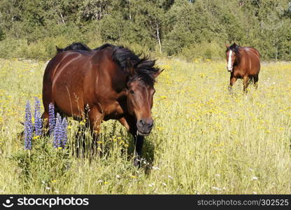 Three bay and seal brown colored horses with facial stars and blaze markings walking in the meadow with flowering lupinus polyphyllus (large-leaved lupine, big-leaved lupine, many-leaved lupine, garden lupin) in blue and purple on a warm summer day lighted by afternoon sun.