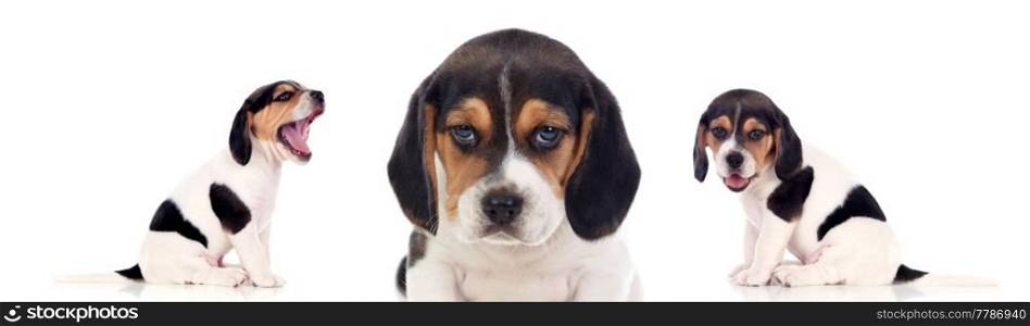 Three beautiful beagle puppies isolated on a white background