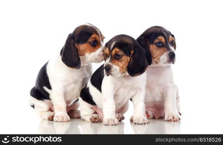 Three beautiful beagle puppies. Three beautiful beagle puppies isolated on a white background