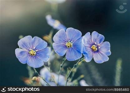 Three beautiful blue flux flowers on blue background. Summer floral concept. Three beautiful blue flux flowers