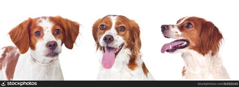 Three beautiful dogs isolated on a white background