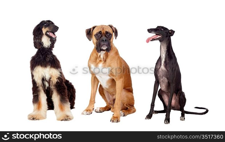 Three beautiful dogs of three different races on a over white background