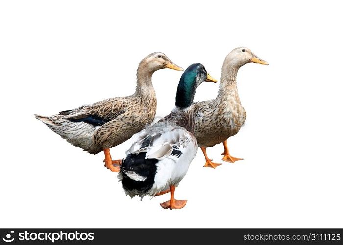 Three beautiful ducks on the lake