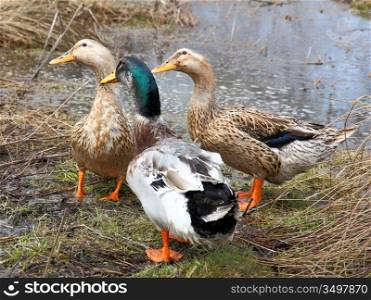 Three beautiful ducks on the lake