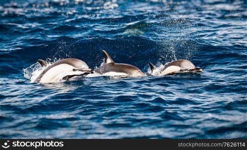 Three beautiful striped dolphins in the sea, amazing gorgeous elegant animals, underwater mammals, amazing wild fauna of Mediterranean sea