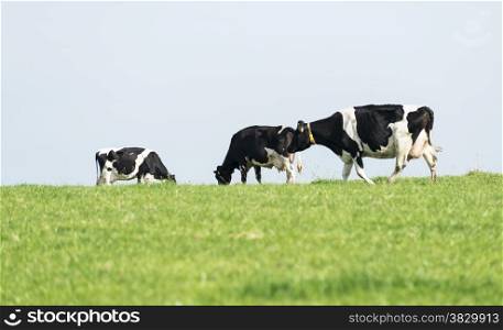 three black and white cows grazing on green grass