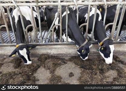 three black and white cows in stable eat grass