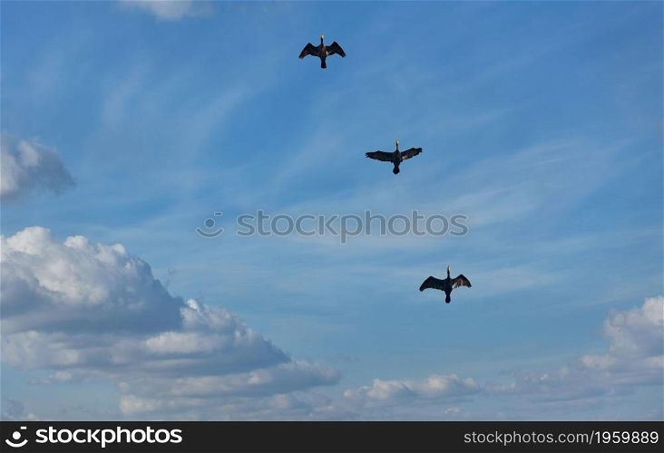 Three black herons are flying in the blue cloudy sky. Fluffy clouds keep them company.. Flying black herons in the blue cloudy sky.