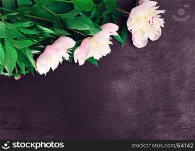 Three blooming white peonies on a black background, empty space