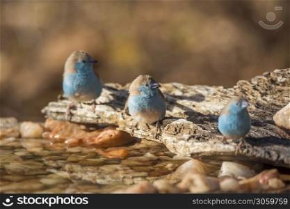 Three Blue-breasted Cordonbleu at waterhole in Kruger National park, South Africa ; Specie Uraeginthus angolensis family of Estrildidae. Blue-breasted Cordonbleu in Kruger National park, South Africa