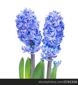 Three blue flowers hyacinthes with green leaves isolated on white